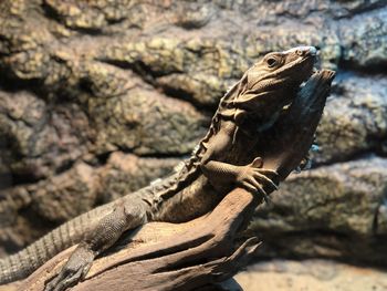 Close-up of lizard on rock