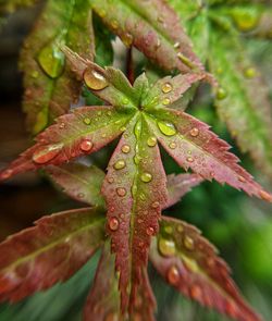 Close-up of raindrops on leaves