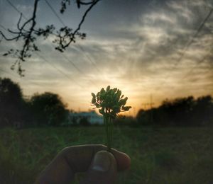 Close-up of hand on plant at sunset