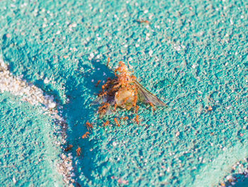 High angle view of insect on sea