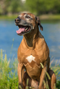 Dog looking away