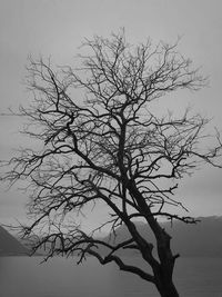 Low angle view of silhouette bare tree against sky