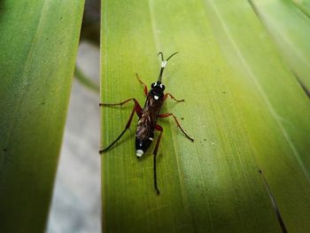 Close-up of insect on leaf