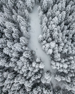 High angle view of snow on plants during winter
