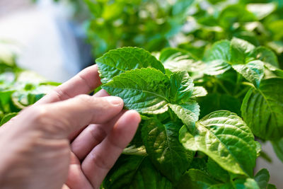 Cropped hand holding plant