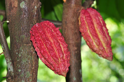 Close-up of red leaf on tree trunk