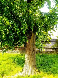 Trees growing on field