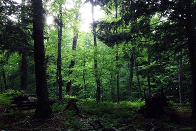 Trees in forest