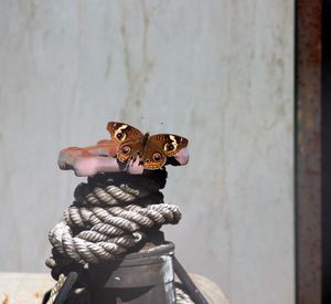 Buckeye butterfly on bollard against wall
