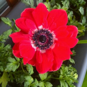Close-up of red flower