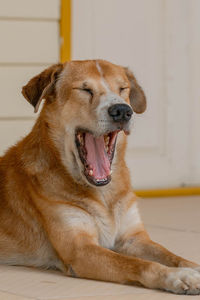 Dog looking away while sitting on floor at home