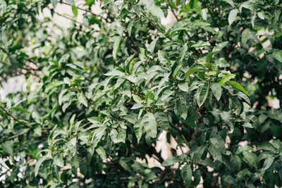 Close-up of green leaves