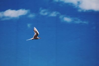 Seagull flying against blue sky