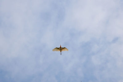 Low angle view of bird flying in sky