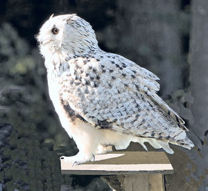 Close-up of a bird