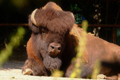 Bison head