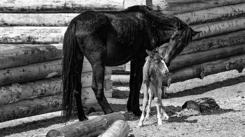 Close-up of horse standing on field