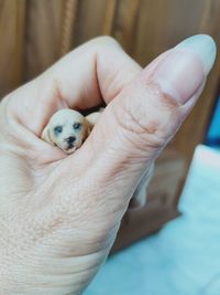 Close-up of hand holding small