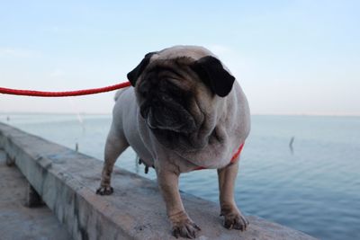 Dog standing in the sea