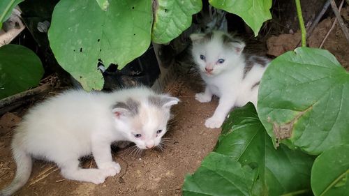 Portrait of two cats