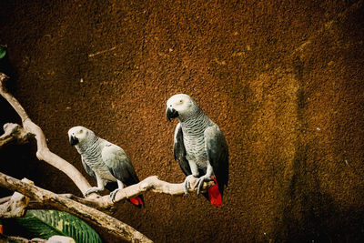 Birds perching on a tree