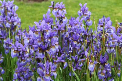 Close-up of purple crocus flowers blooming on field