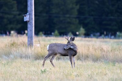 Deer standing on field