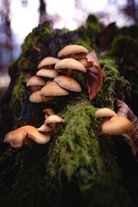 Close-up of mushrooms growing on tree trunk