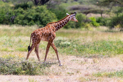 Side view of giraffe on field