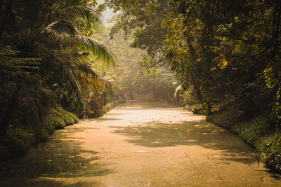 Footpath amidst trees in forest