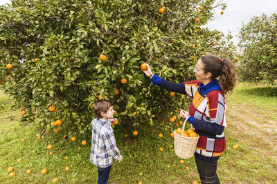 Mother and son harvesting oranges