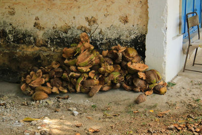 Stack of crab on wall of building