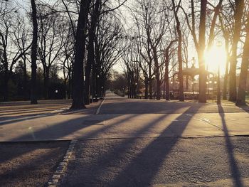 Sunlight falling on trees at sunset