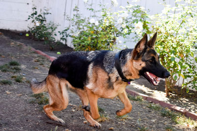 Close-up of dog standing by plants