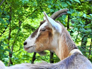 Close-up of a goat against trees