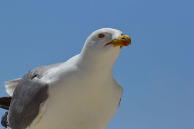 Close-up of seagull against clear blue sky