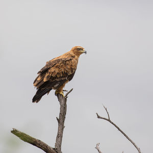 Bird perching on a tree