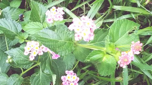 Close-up of flowers on plant