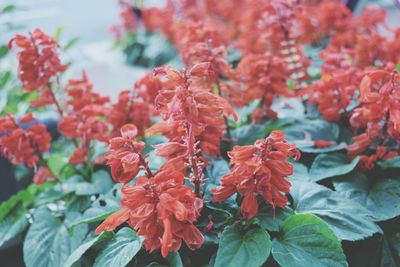 Close-up of red flowering plants