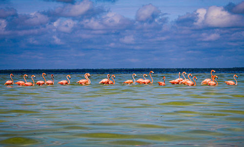 Birds in sea against sky