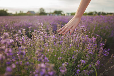 Purple flowering plants on field