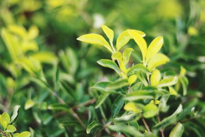 Close-up of yellow flowers blooming outdoors