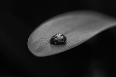 Close-up of a ladybug on leaf