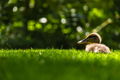 Duckling on grassy field during sunny day