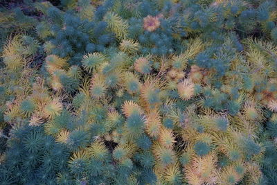 Full frame shot of cactus plants