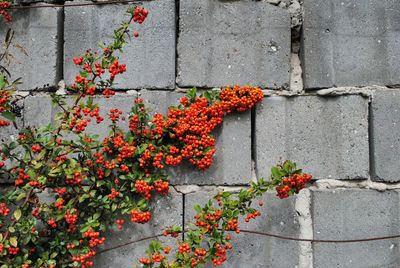 Close-up of red flowers blooming on wall