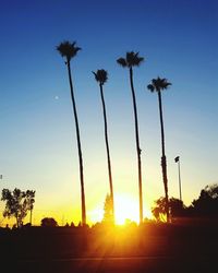 Sun shining through trees