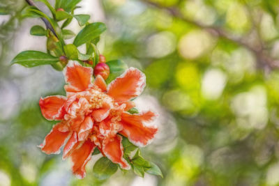 Close-up of red flowering plant