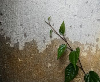 Close-up of plant in vase against wall