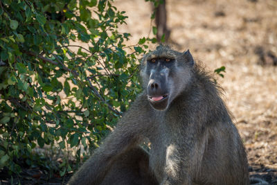 Close-up of chacma baboon in forest